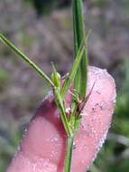 Image of Scleria ciliata var. elliottii (Chapm.) Fernald