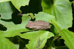 Image of Common Tree Frog