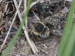 Image of Anthophora bimaculata (Panzer 1798)