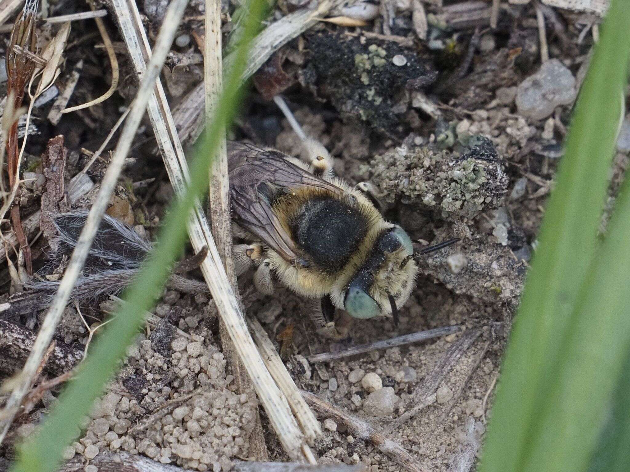 Image de Anthophora bimaculata (Panzer 1798)