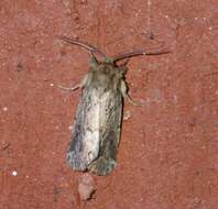 Image of Spodoptera depravata Butler 1879