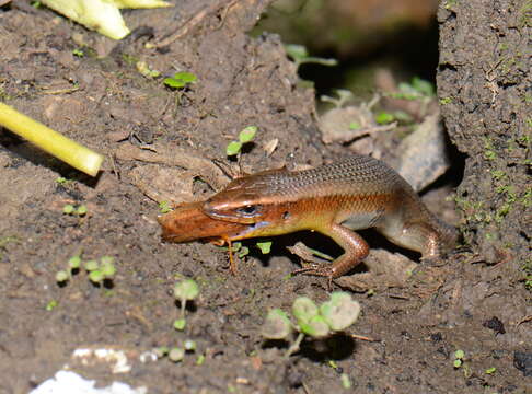 Imagem de Eutropis multifasciata (Kuhl 1820)