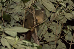 Image of Gray-handed Night Monkey