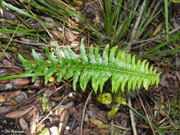 Image of Blechnum hastatum Kaulf.