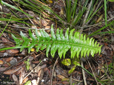 Sivun Blechnum hastatum Kaulf. kuva