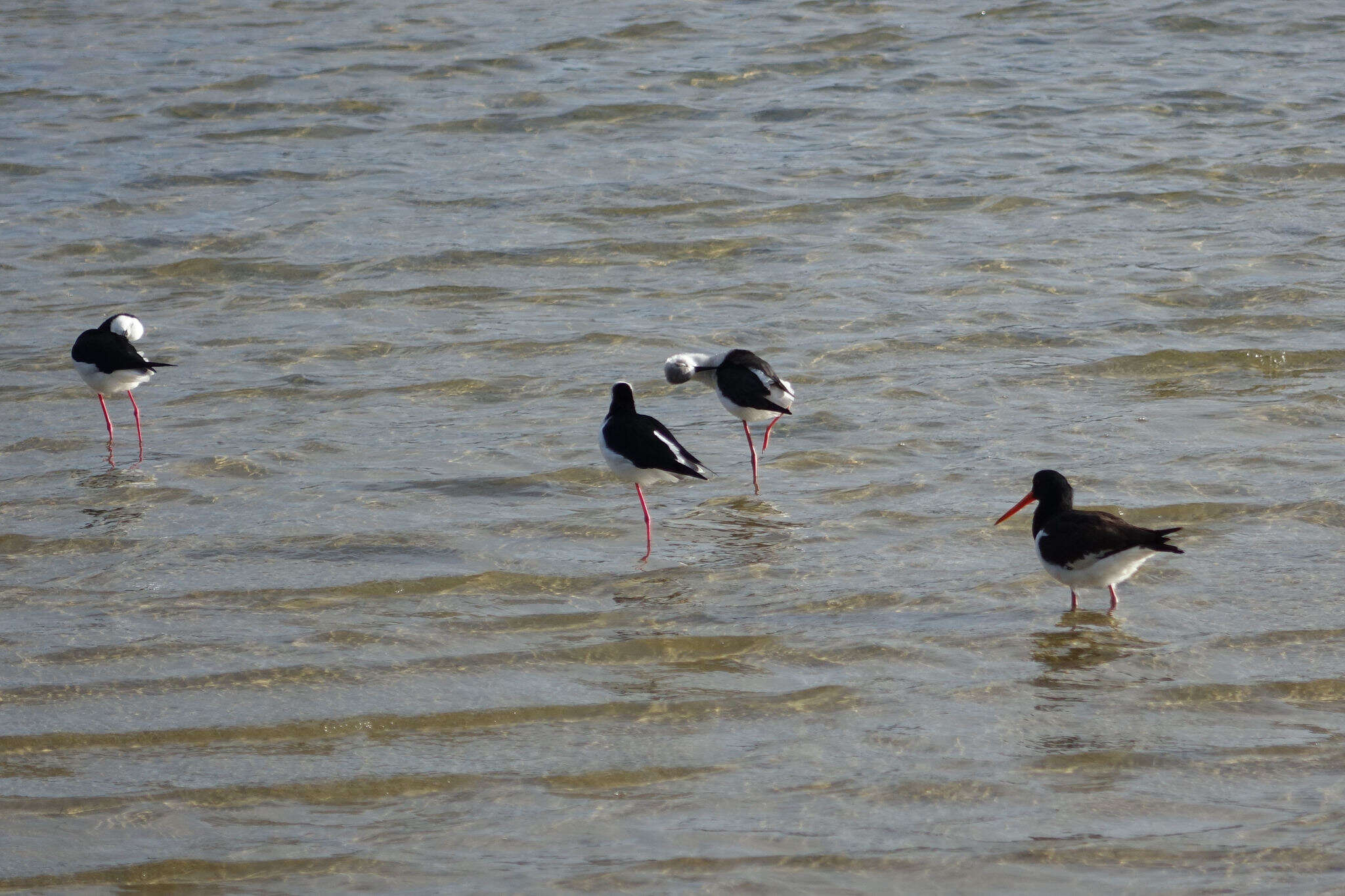 Image of Pied Stilt