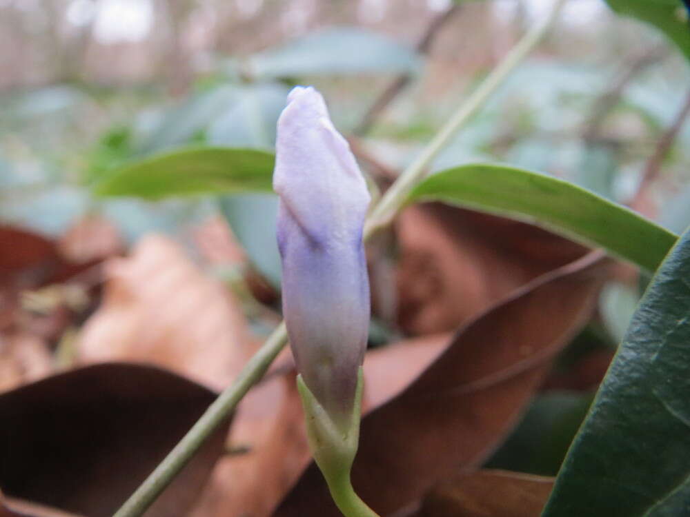 Image of Common Periwinkle