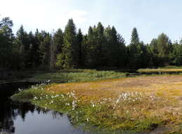 Image of common cottongrass