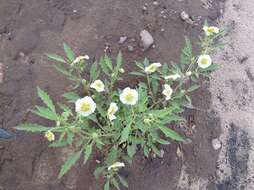 Plancia ëd Physalis acutifolia (Miers) Sandwith