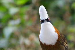 Image of White-crested Laughingthrush