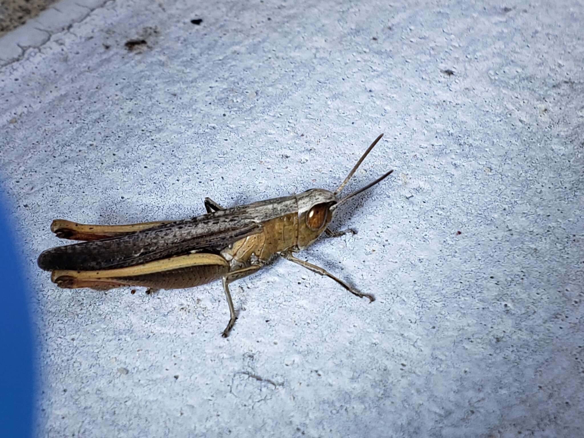 Image of Brown Winter Grasshopper