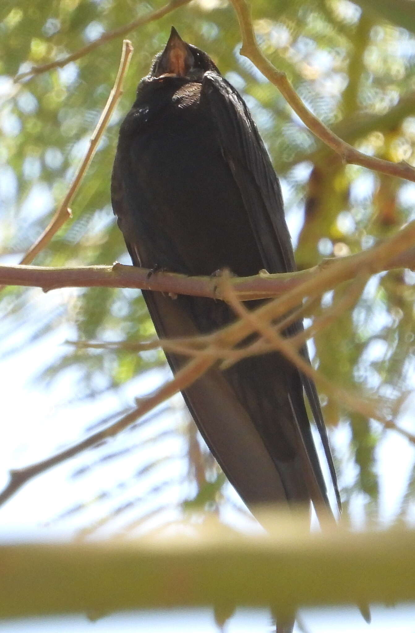 Image of Saw-wing