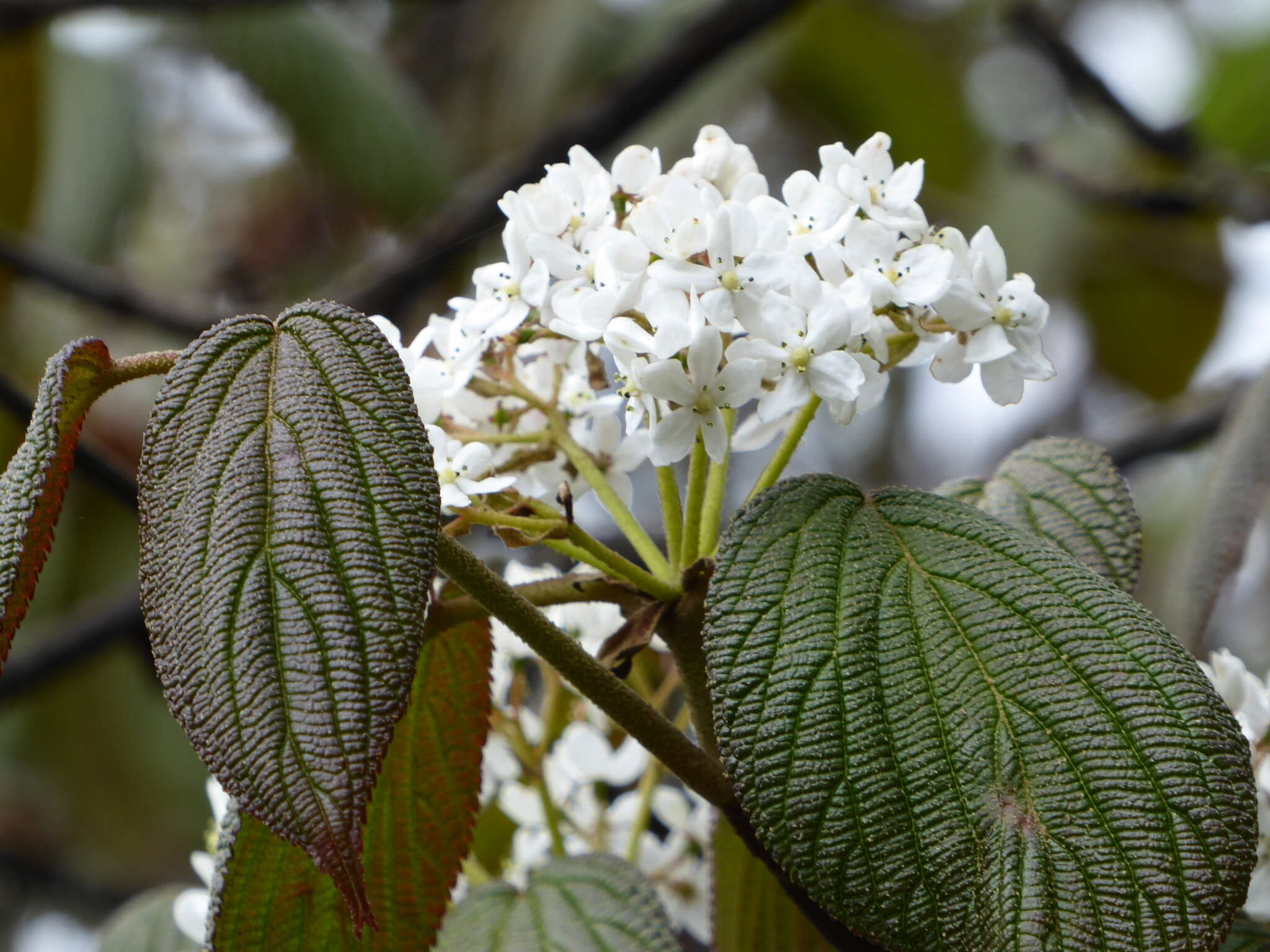 Image of Viburnum nervosum D. Don