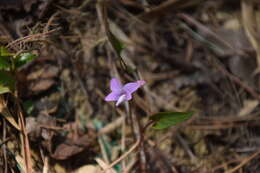 Image of Viola violacea Makino