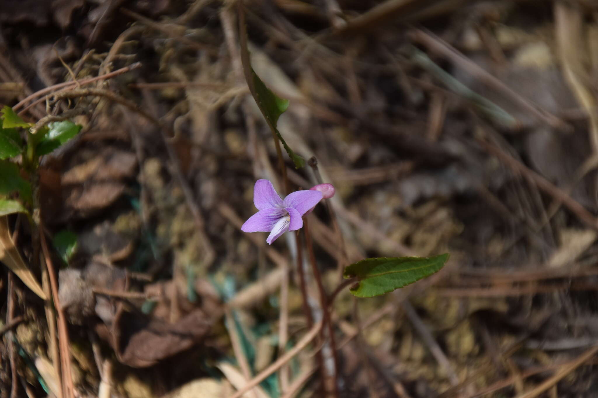 Image of Viola violacea Makino