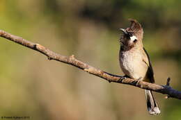 Image of Himalayan Bulbul