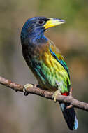 Image of Great Barbet