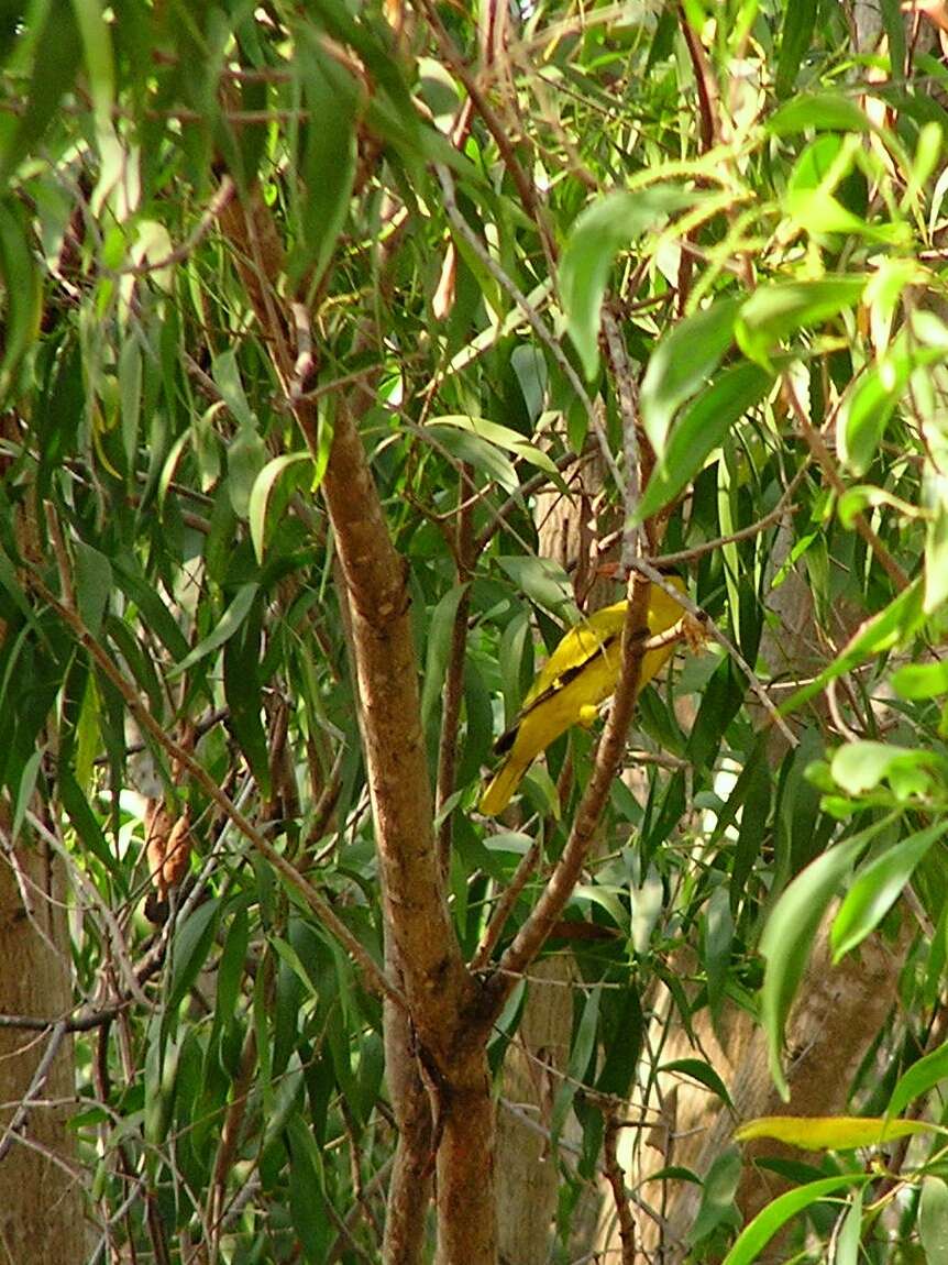 Image of Black-naped Oriole