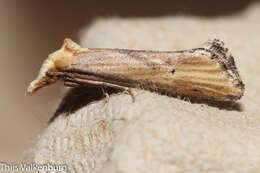 Cochylimorpha decolorella Zeller 1839的圖片