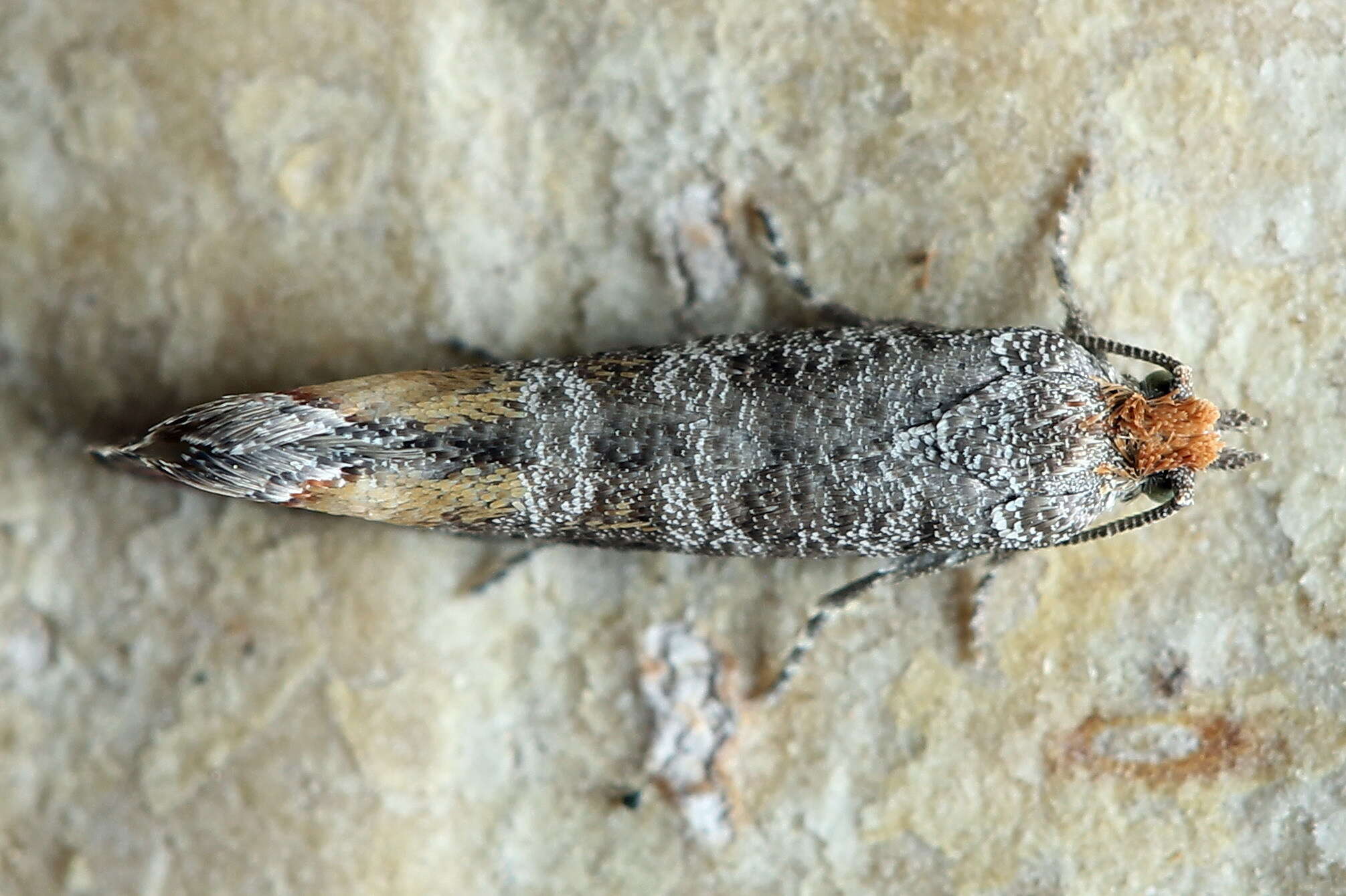 Image of Rhyacionia duplana