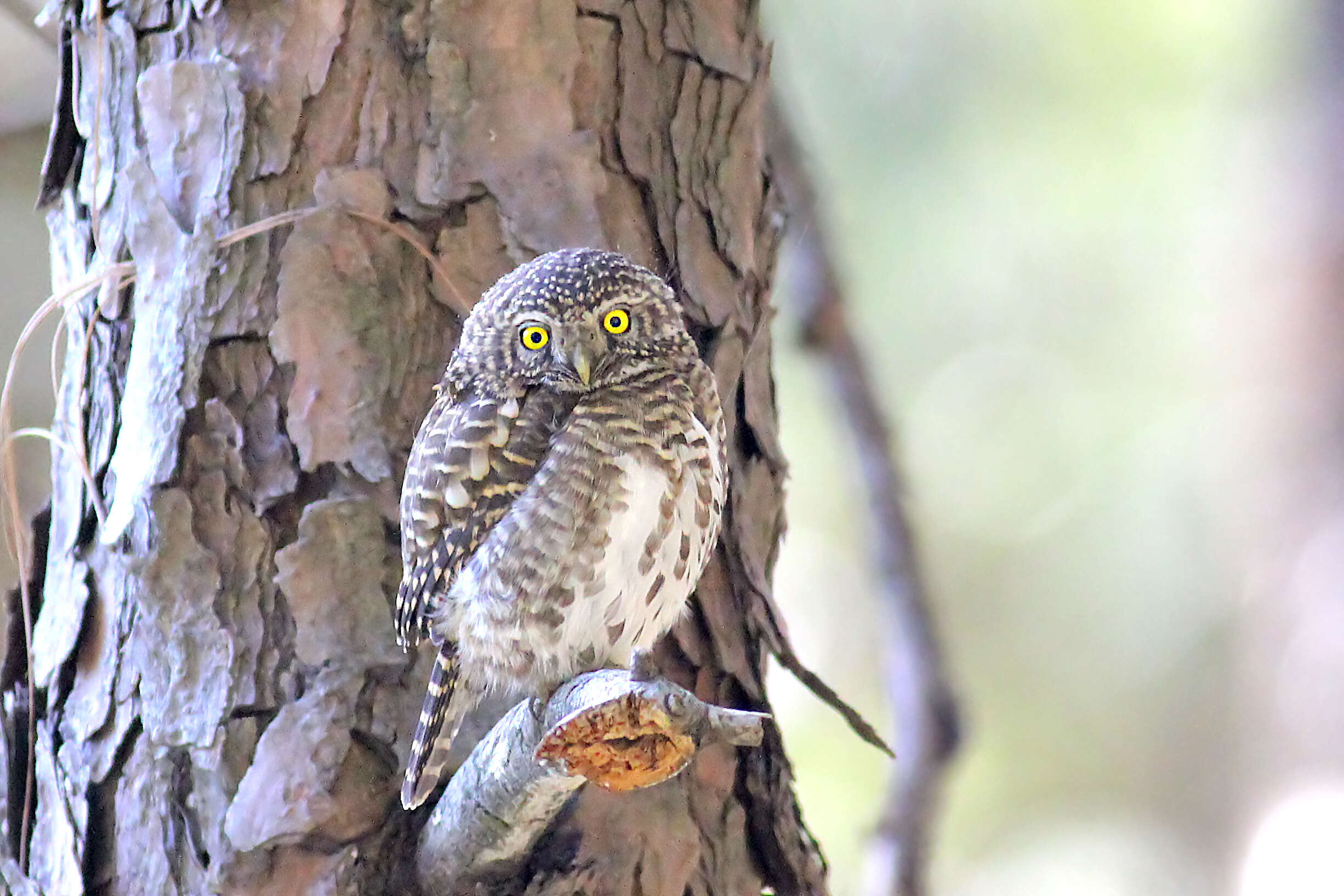 Image of Collared Owlet