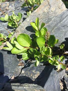 Image de Salix stolonifera Coville