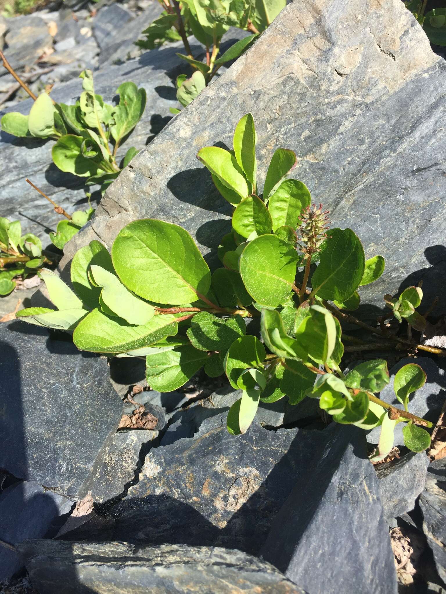 Image of sprouting leaf willow