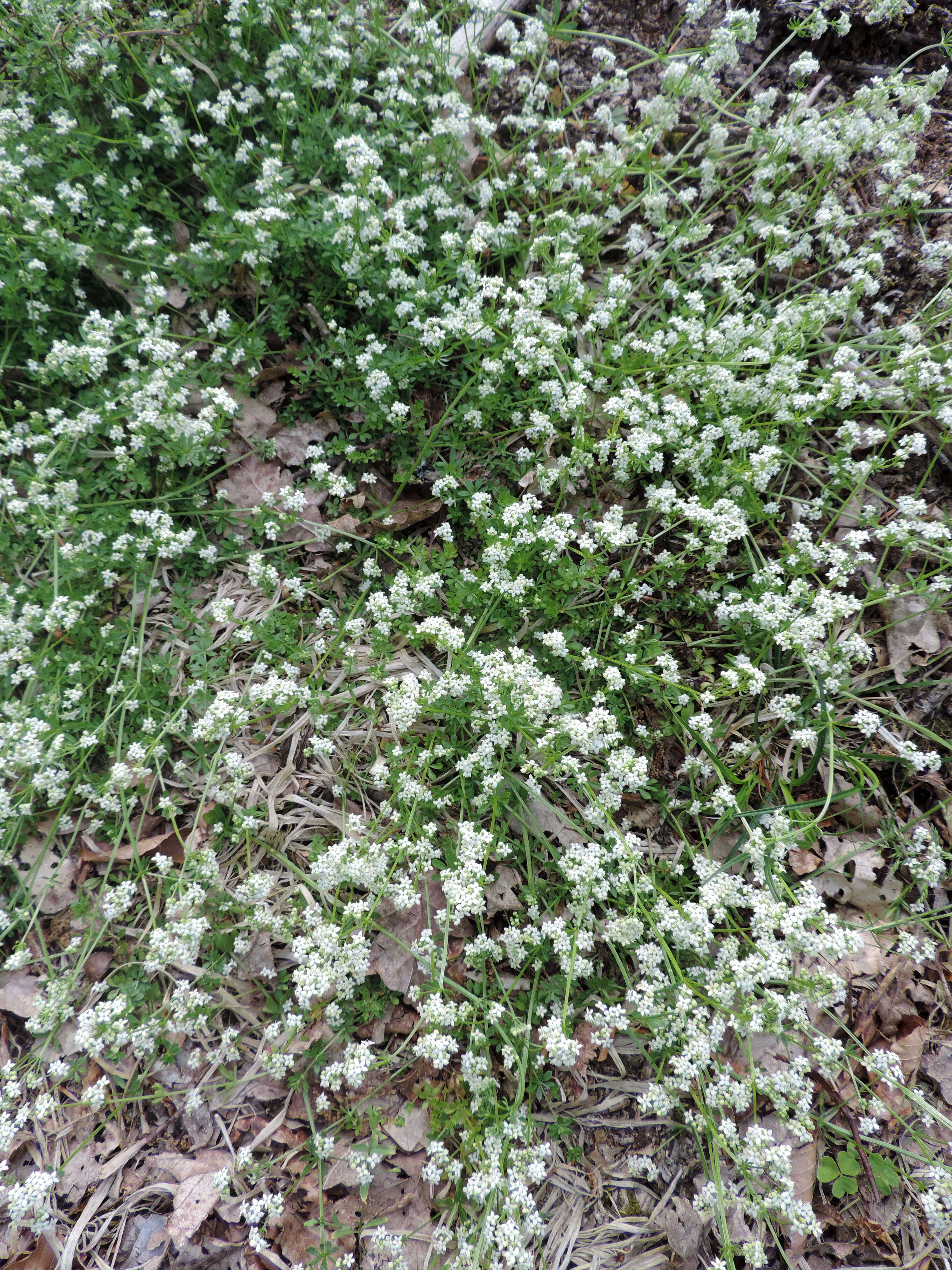 Слика од Galium saxatile L.