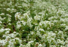 Imagem de Galium saxatile L.