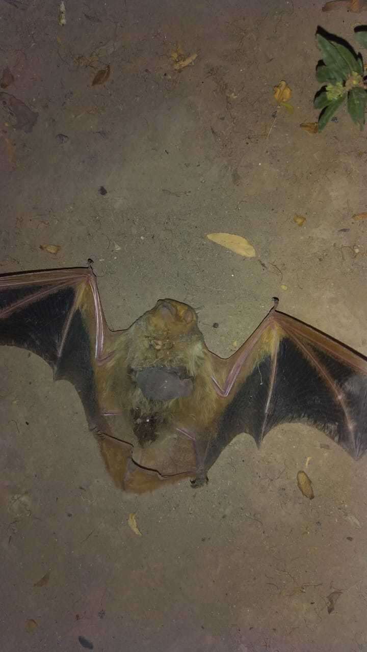 Image of Western Yellow Bat