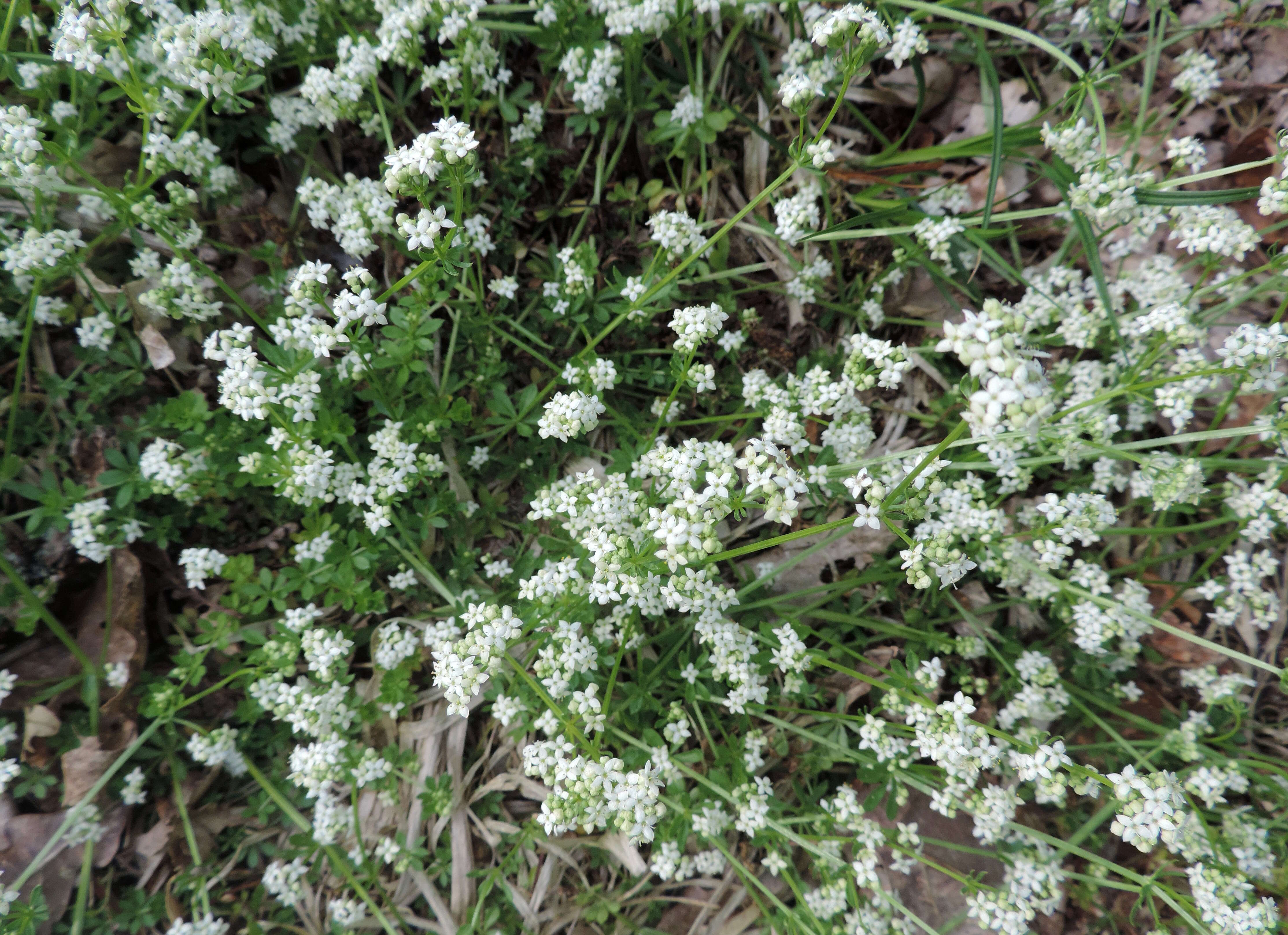 Слика од Galium saxatile L.