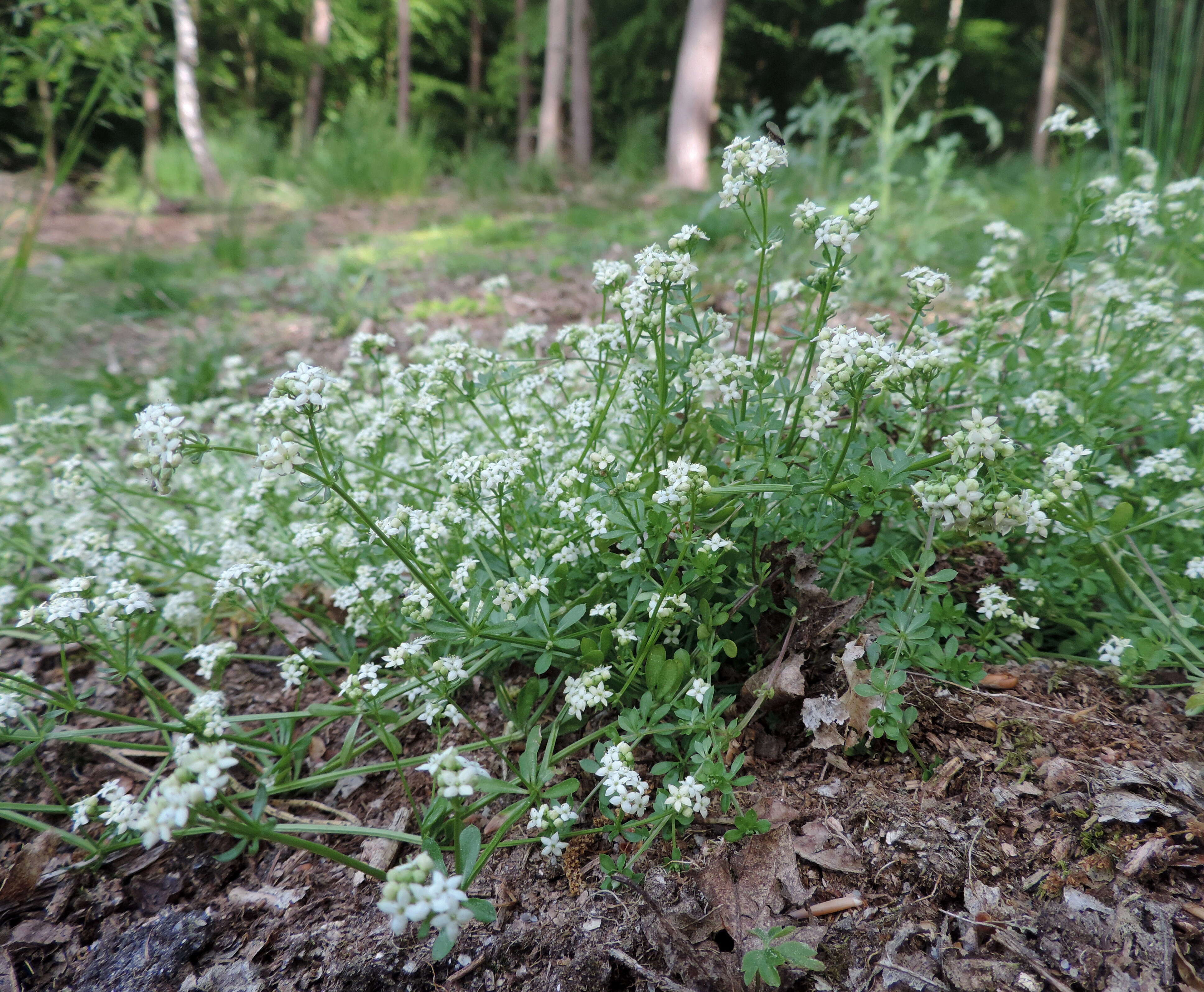 Слика од Galium saxatile L.