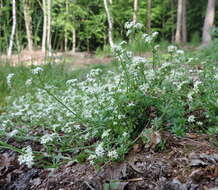 Plancia ëd Galium saxatile L.