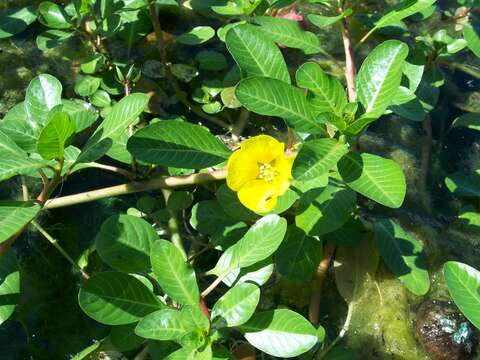 Image of floating primrose-willow