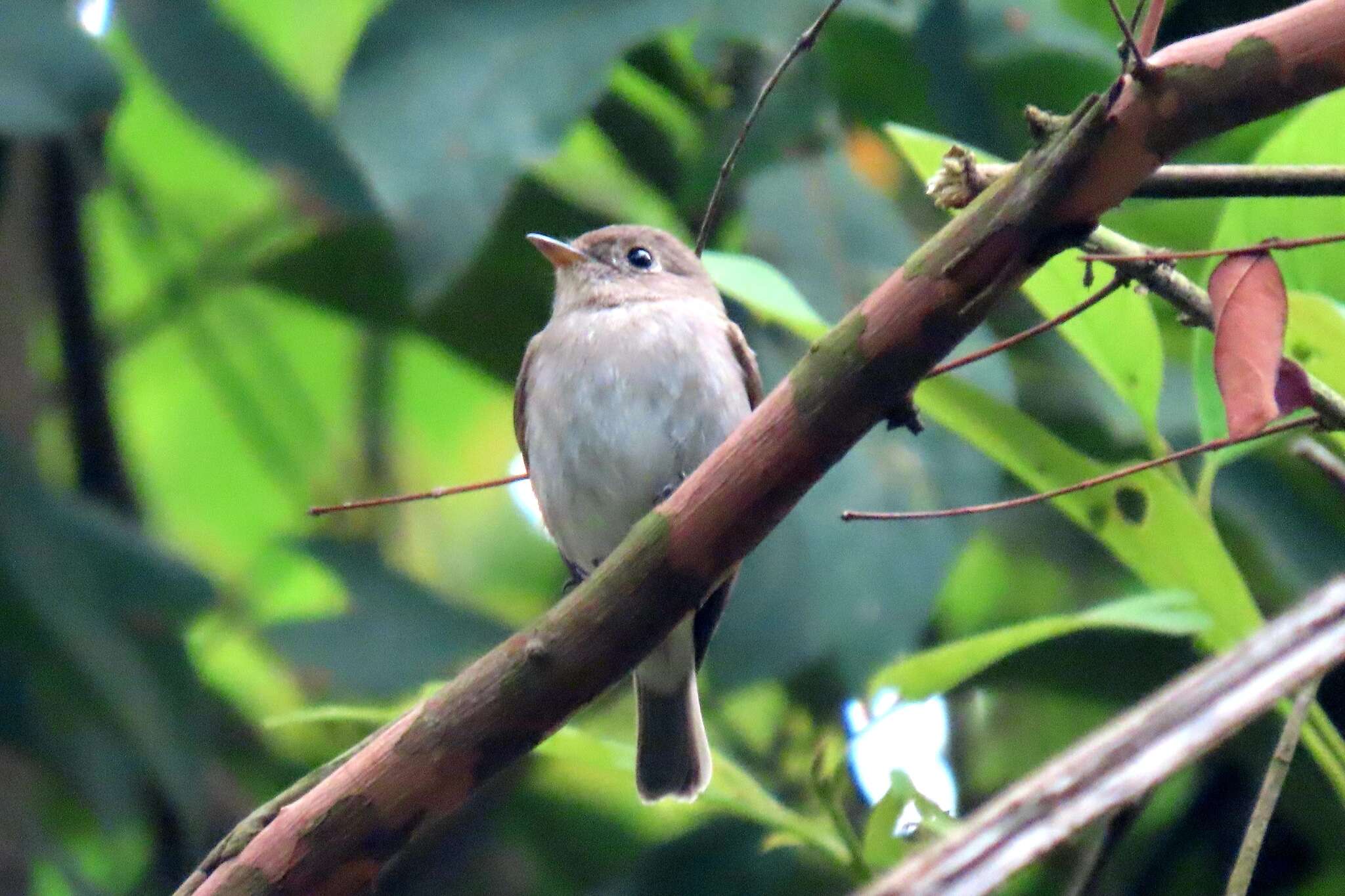 Image of Brown-streaked Flycatcher