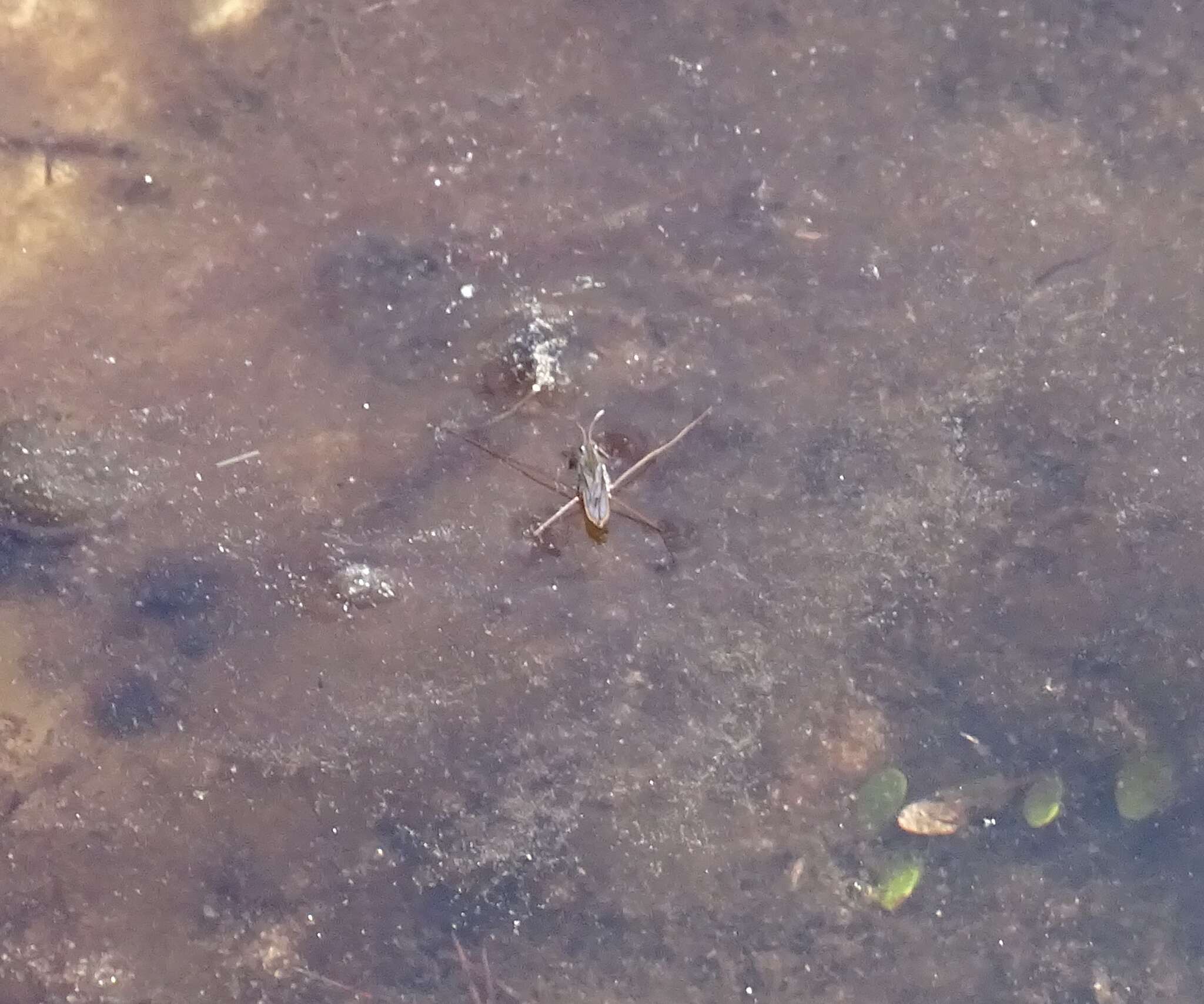 Image of Pond Skate