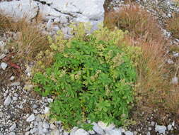 Image of Alchemilla alpigena Hegi