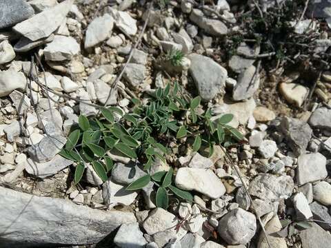 Plancia ëd Hedysarum daghestanicum Boiss.