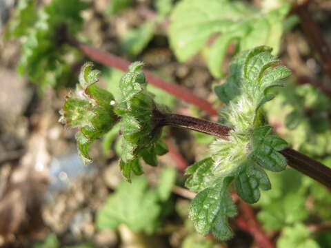 Image of common henbit