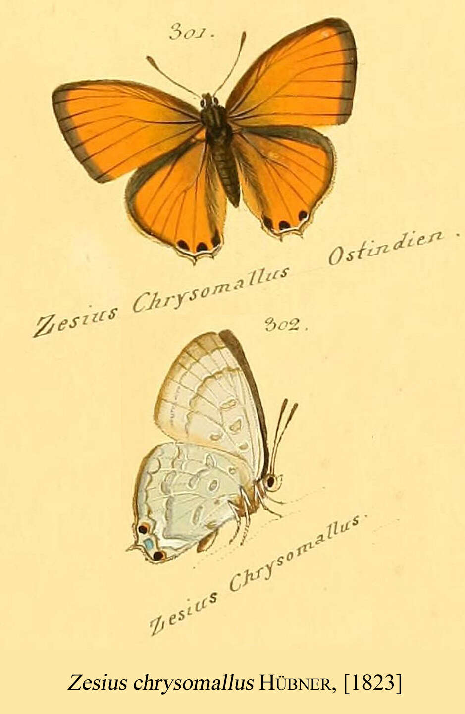 Imagem de Zesius chrysomallus Hübner (1823)