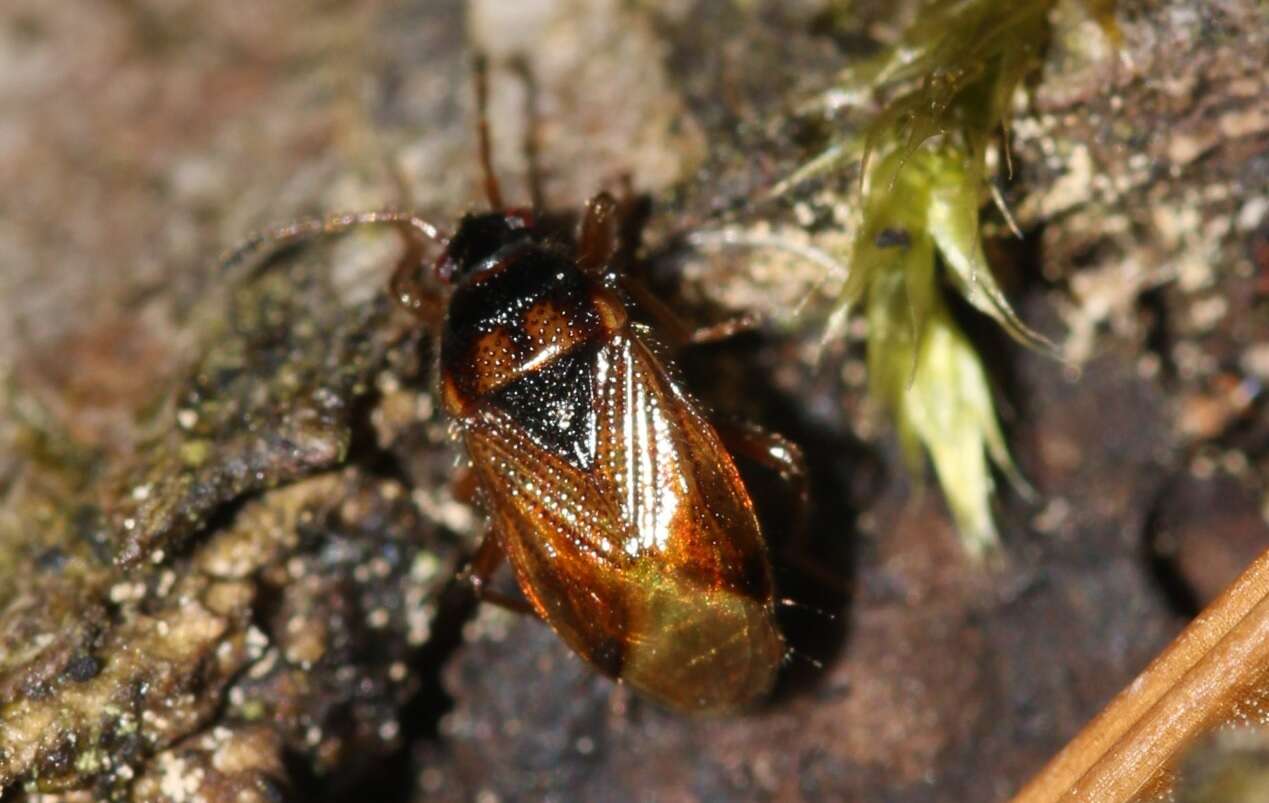 Image of Lasiosomus enervis (Herrich-Schaeffer & G. H. W. 1835)