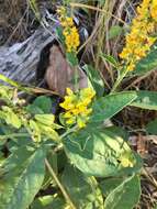 Image of Crotalaria mitchellii Benth.