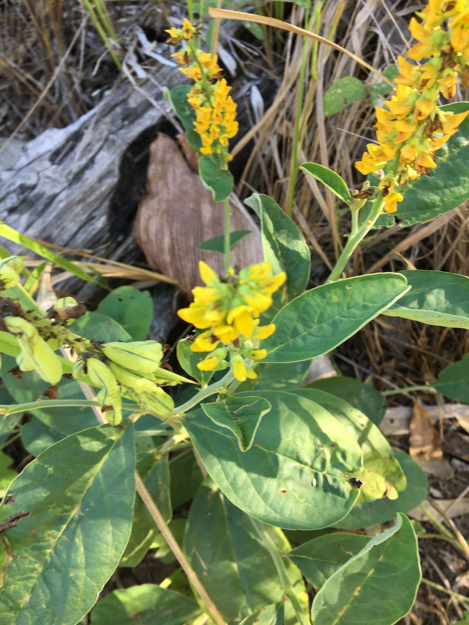 Слика од Crotalaria mitchellii Benth.