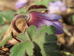 Image of Balkan Anemone