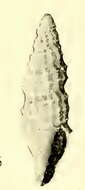 Image of Glyptaesopus Pilsbry & Olsson 1941