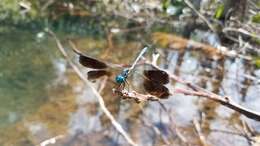 Imagem de Tetrathemis polleni (Selys 1869)