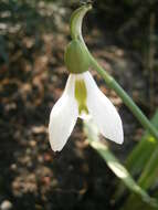 Image of giant snowdrop