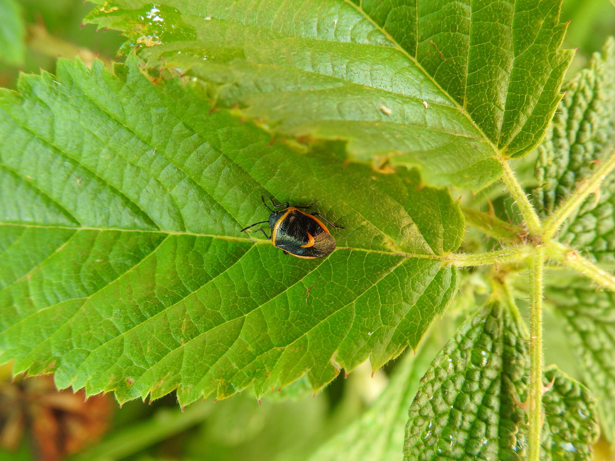 Image of Cosmopepla decorata (Hahn 1834)