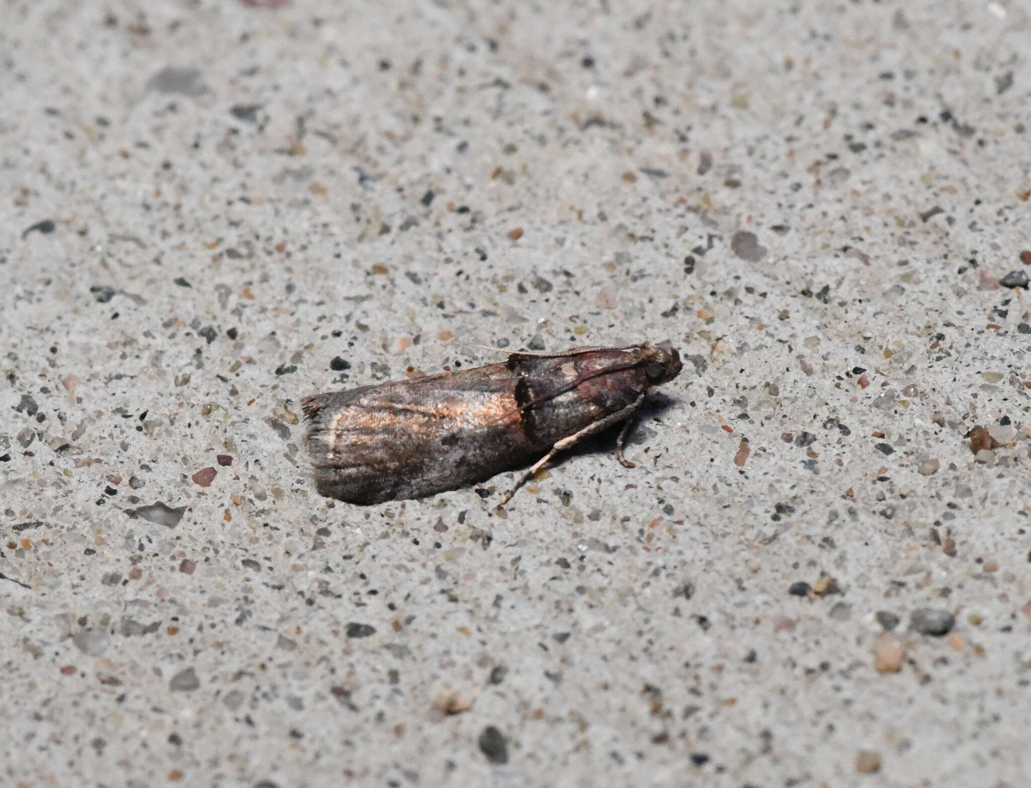 Image of Acrobasis comptoniella Hulst 1890