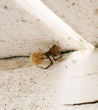 Image de Latrodectus geometricus C. L. Koch 1841